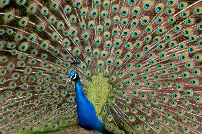 Fins que não justificam os meios ( A História da Corrupção I)